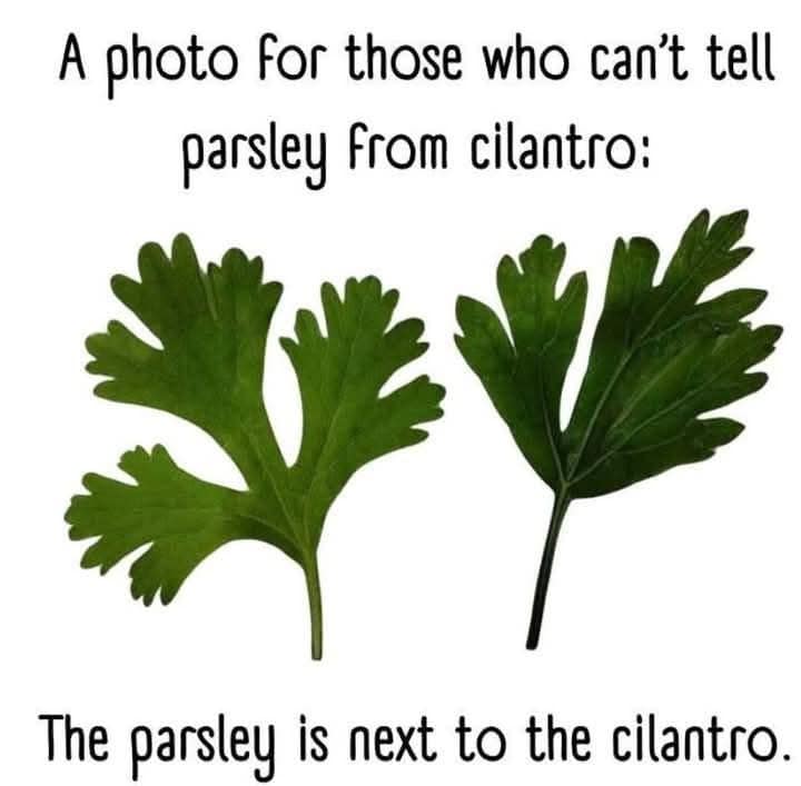 Parsley-cilantro.jpg