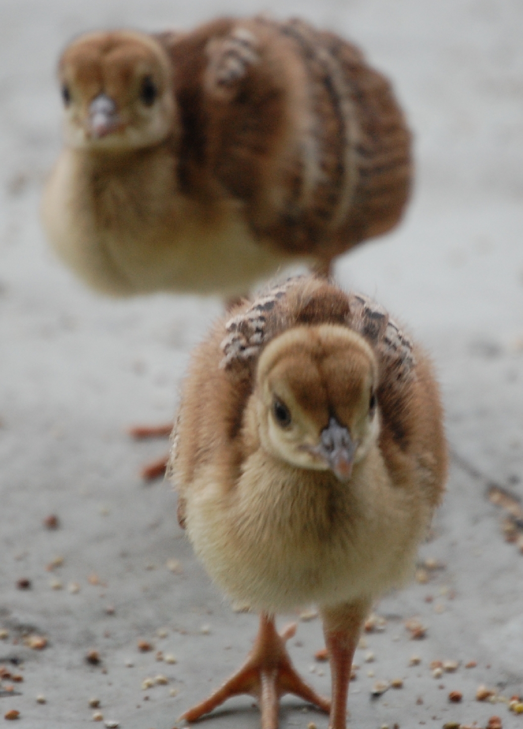 peafowl_chicks.jpg