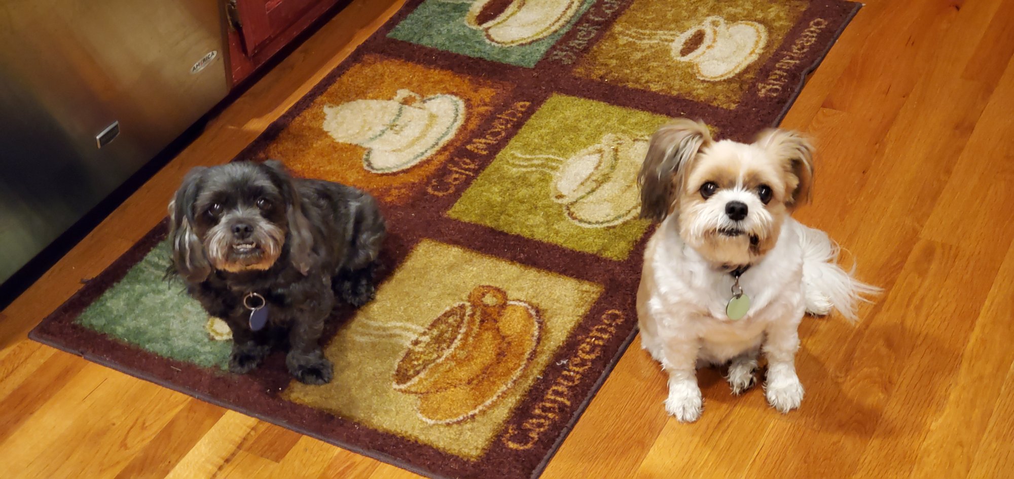 Popcorn_Inspector_Dogs_200423.jpg