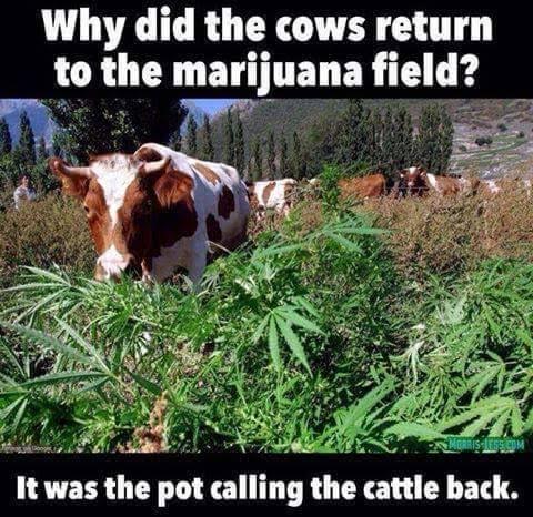 pot-cattle.jpg