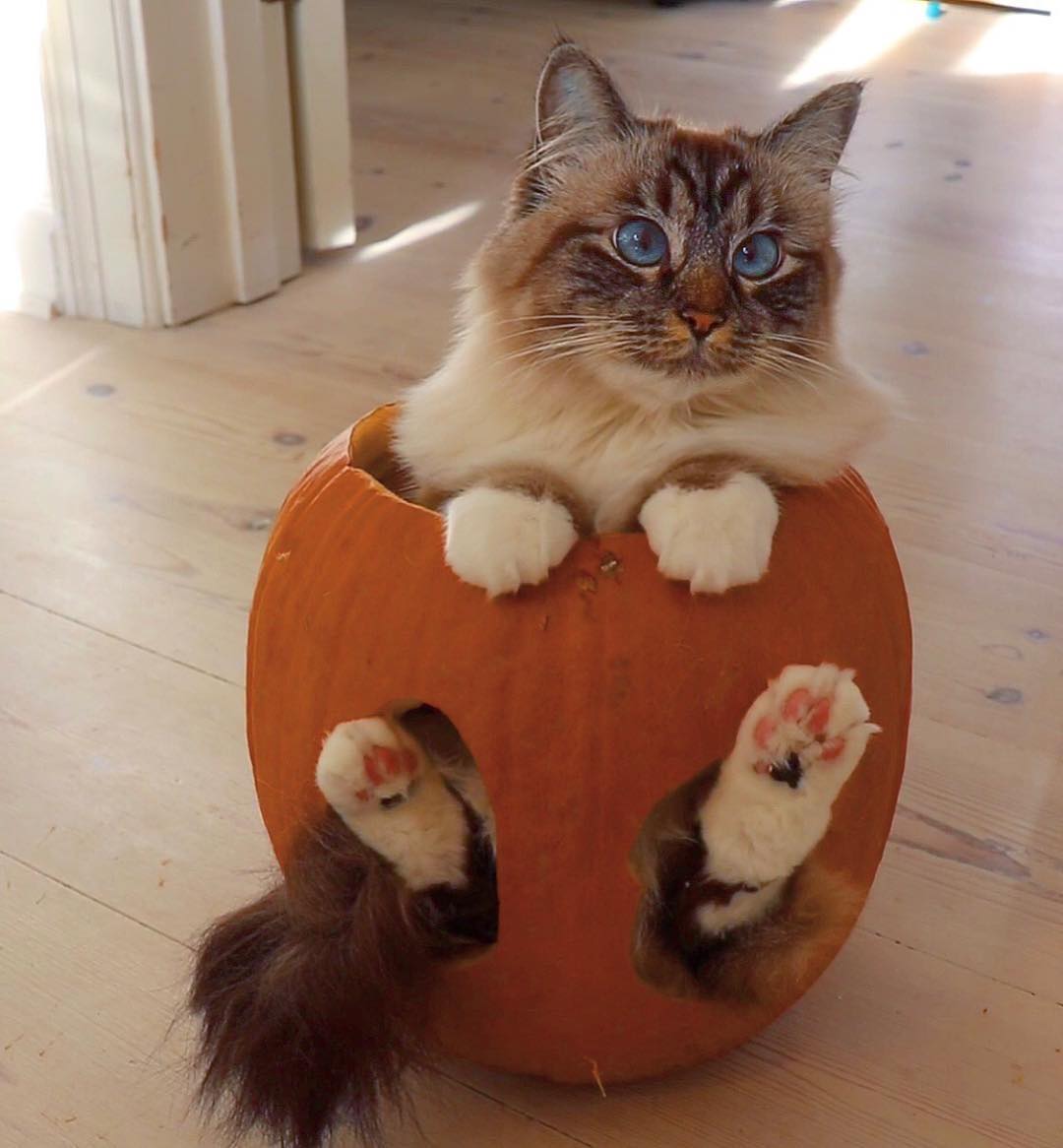 punkincat.jpg