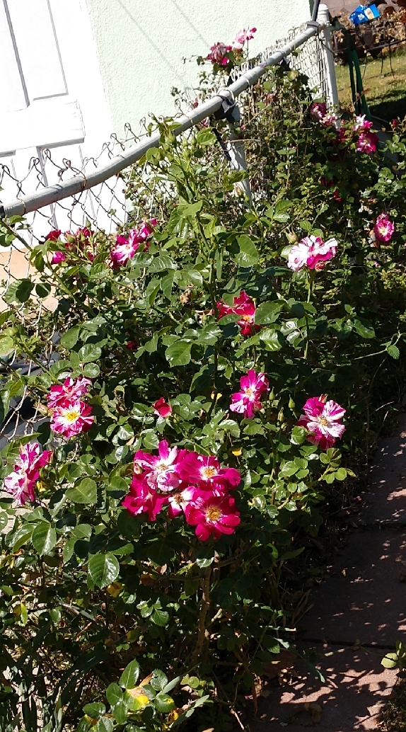 PurpleSplash_roses_and_lantana_050320_1.jpg