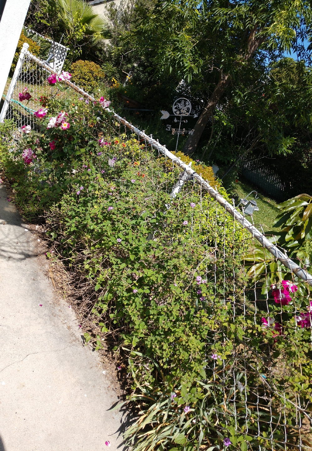 PurpleSplash_roses_and_lantana_050320_4.jpg