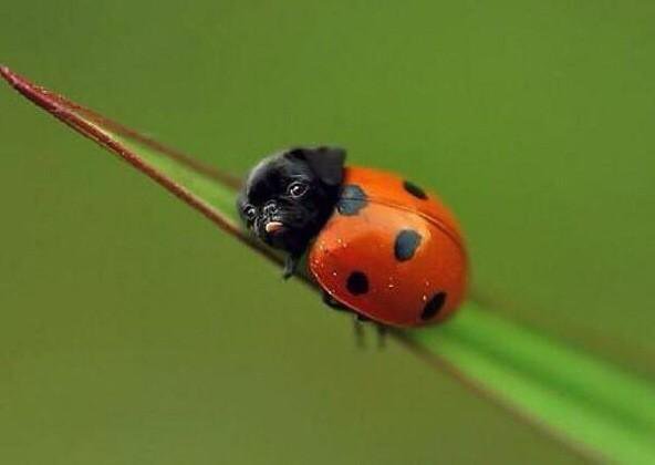 rare-ladypug.jpg