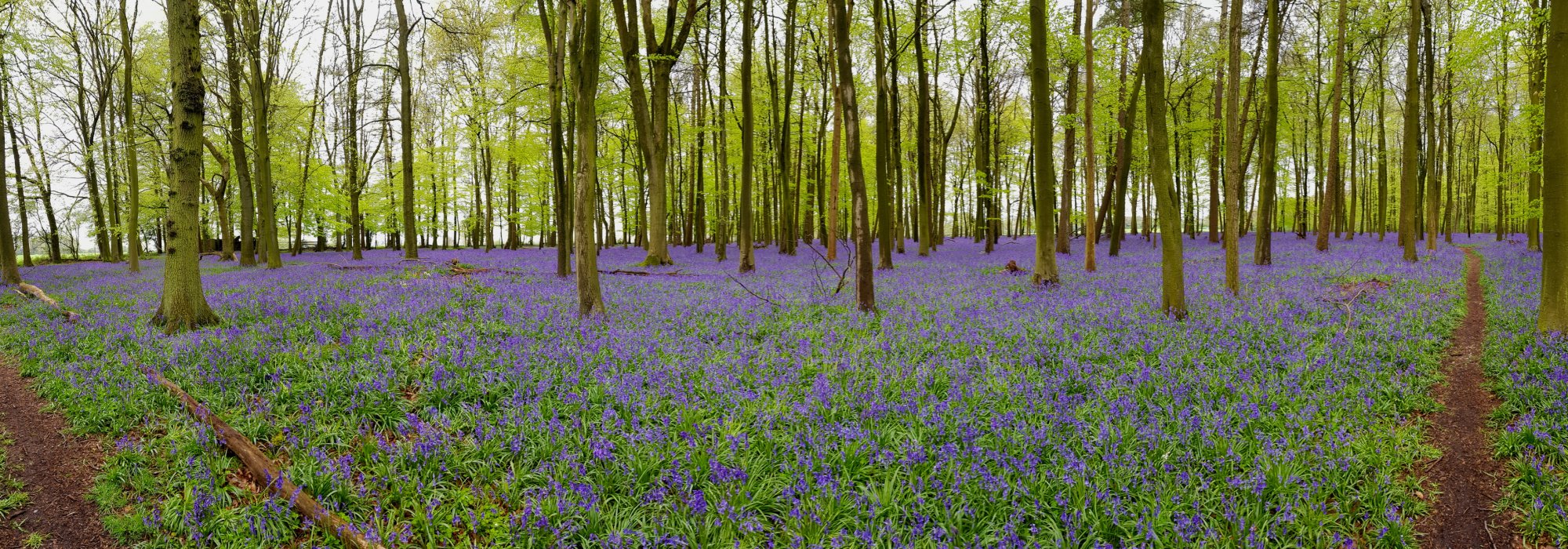 reduced 33 a bluebell panorama 20180427_131922.jpg