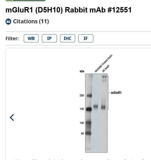 Screenshot 2024-03-04 at 20-27-29 mGluR1 (D5H10) Rabbit mAb.png