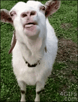 sheep tongue.gif
