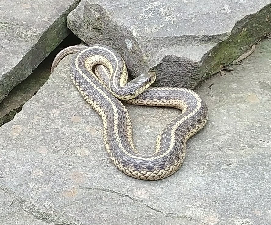 snakey2018.jpg
