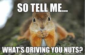 Squirrel-driving-you-nuts.jpg