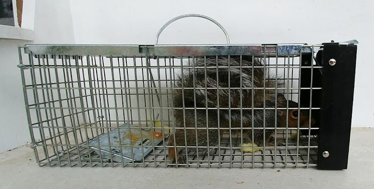 squirrel.jpg