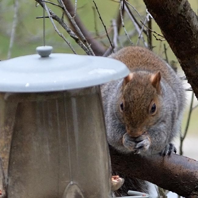 squirrel_1-28-17.jpg