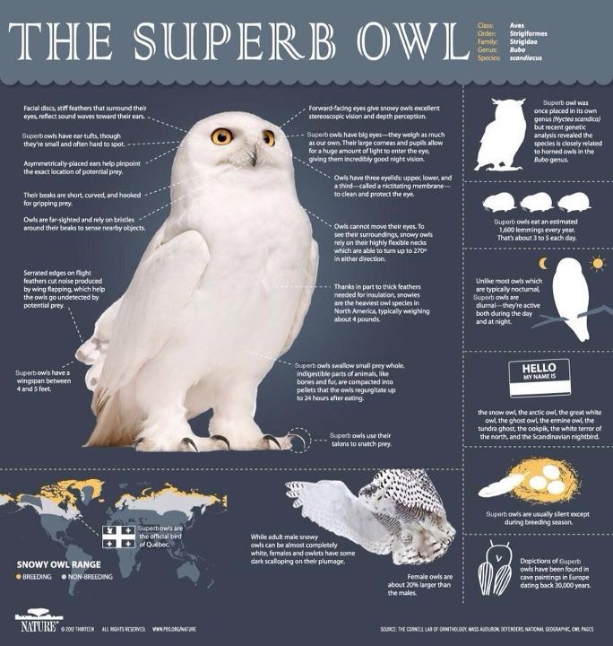 Super Owl.png