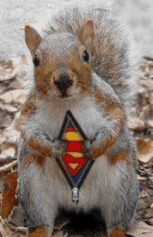 super-squirrel.gif