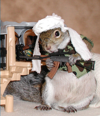 talibansquirrel.jpg