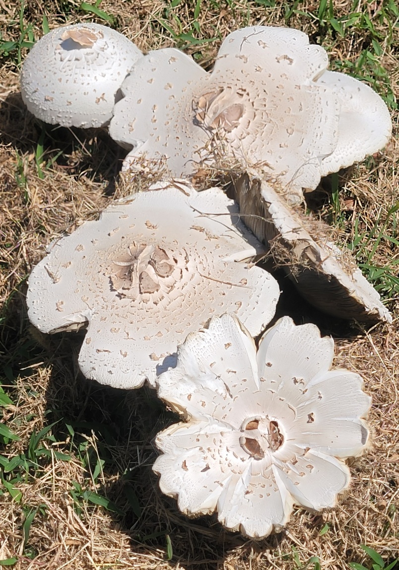 Toadstool.jpg