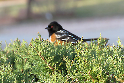 towhee.jpg