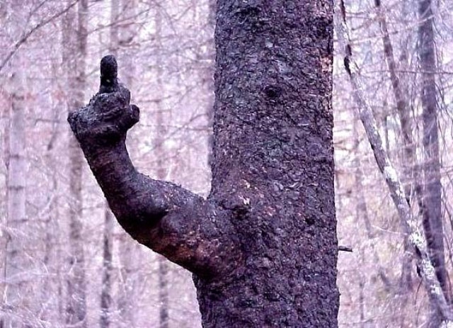 tree.jpg