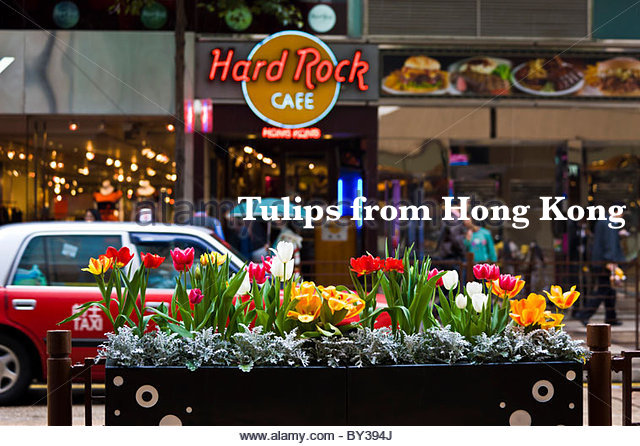 tulips-and-other-colourful-flowers-in-box-opposite-hard-rock-cafe-by394j.jpeg