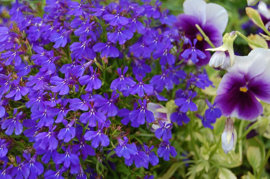 unknown_purple_flowers.jpg