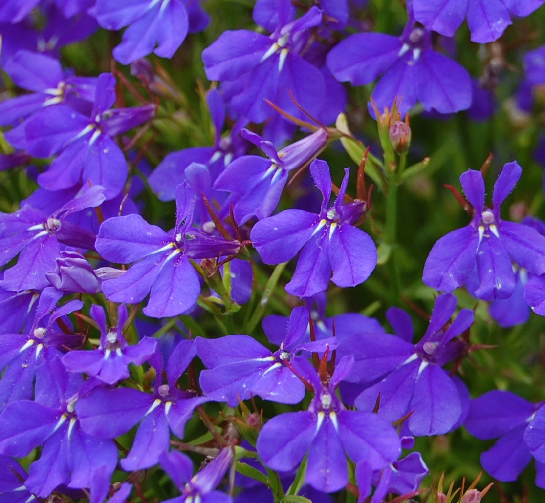 unknown_purple_flowers_closeup.jpg