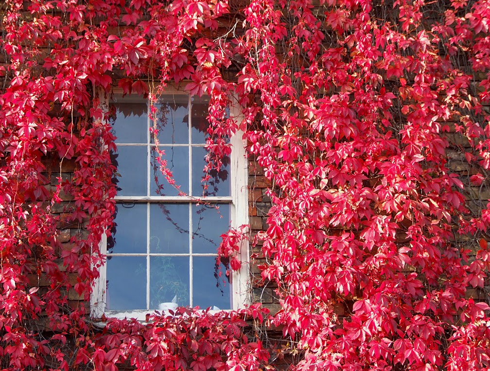 virginia creeper.jpg