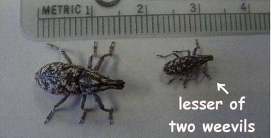 weevils.jpg