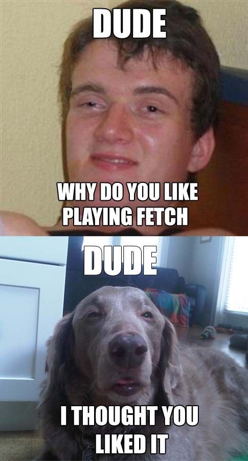 why-do-you-like-playing-fetch.jpg