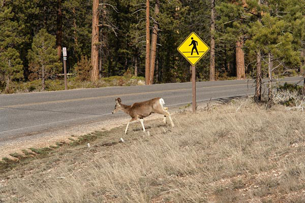 zz Funny-Signs-Deer-12.jpg