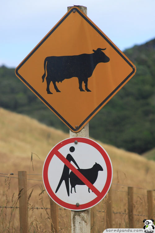 zzz Funny-Signs-Cow-35.jpg