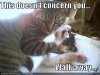 funny-pictures-cat-strangles-cat.jpg