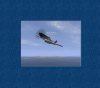 p51.jpg