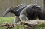 giant ant eater.jpg