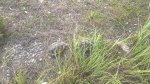 WP_20170614_14_59_16_Pro.jpg
