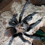 Aphonopelma-chalcodes-mm.jpg