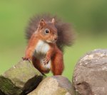 squirrels in garden 03 2015-9-22 IMG_100_0460-1.jpg
