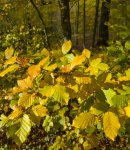 Leaves in the wood 20171110_120616.jpg