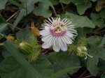 IMG_20170328_064723.jpg