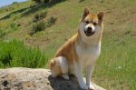 bigstock-shiba-inu-looking-on-19235186.jpg