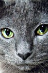 eyes_have_it_by_pixel_chick.jpg