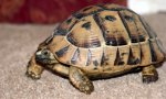 Turtle_123108small.jpg