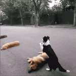 image_862112161527144542949.gif