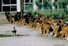 Cool cat 01.jpg