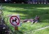 Cool cat 02.jpg