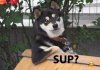Cool dog.jpg