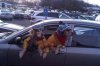 Cool dogs.jpg