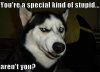 Special stupid.jpg