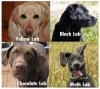 Guide to labs.jpg