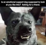 1750627131543.png