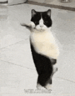 cat-dancing-gif-dancing-cat.gif