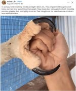 EagleTalon.JPG